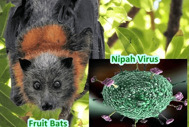 Nipah Virus - current affairs wala